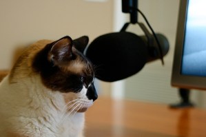 \"podcast_cat\"